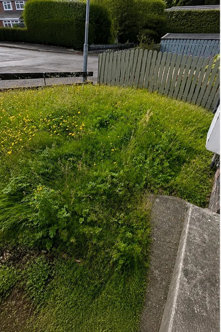Before: overgrown lawn prior to maintenance
